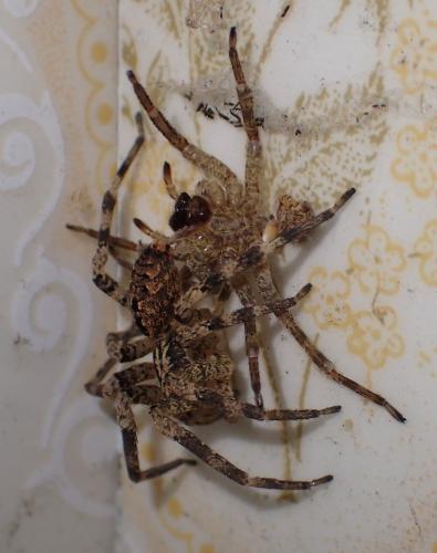 Réf. 197 773 : Zoropsis spinimana